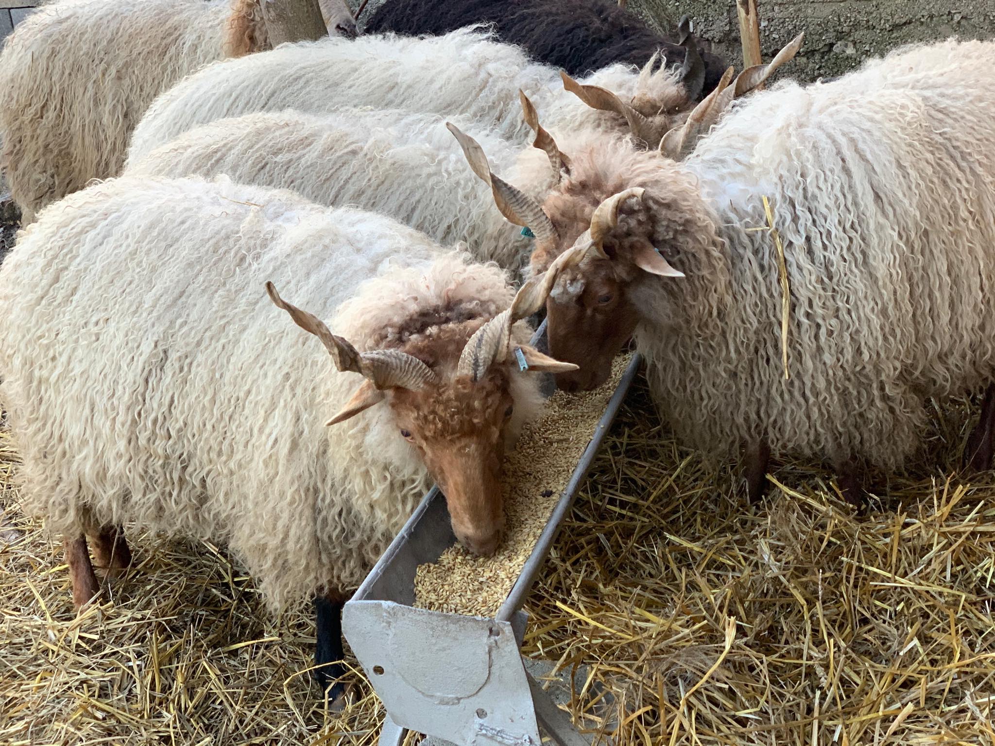 racka